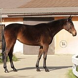 ОЛЬДЕНБУРГСКАЯ КОБЫЛА 6 ЛЕТ