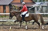 Учебка/иппотерапия/езды/ко