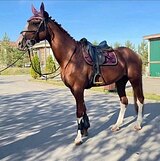Мерин 2016 года рождения 
