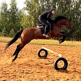 МЕРИН ПОД ЛЮБОГО ВСАДНИКА