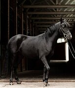 Уэльский пони 