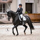 ГАННОВЕРСКАЯ КОБЫЛА 6 ЛЕТ