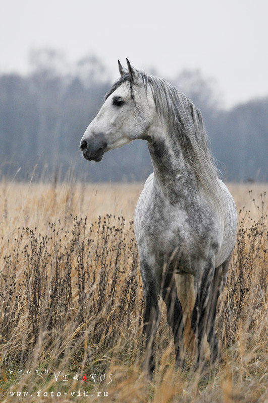 лошадь принадлежит ассоциации андалузов в России