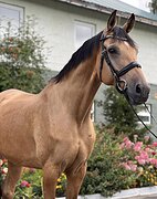 Высокий мерин под ребенка