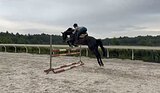 Мерин 2017 гр