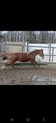 Кобыла 