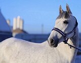 Маршруты 80•Любительский с