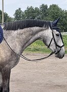 ВЫНОСЛИВЫЙ МЕРИН