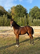 Жеребец 2025 г.р. в спорт 