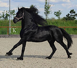 ФРИЗСКИЙ ЖЕРЕБЕЦ 6 ЛЕТ