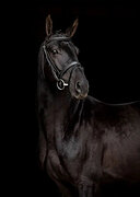 Молодой жеребец в спорт