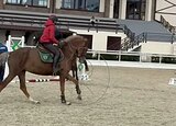 ПОЛУКРОВНАЯ КОБЫЛА