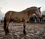 ПОНИ В ЛЮБОЕ НАПРАВЛЕНИЕ 