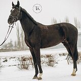 ГАННОВЕРСКИЙ МЕРИН 5 ЛЕТ