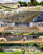 Вакансия коновода на конеферму мини-лошадей