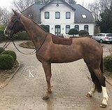 ВЕСТФАЛЬСКАЯ КОБЫЛА 5 ЛЕТ