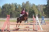 Мерин 2015 гр, 160 вх