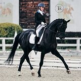 ГАННОВЕРСКИЙ МЕРИН НА МП