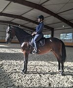 МЕРИН В КОНКУР/ХОББИ