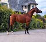 Жеребец 2022 г.р, 158 вх