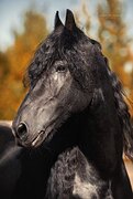 Фризский жеребец