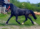 Шикарный орловчик