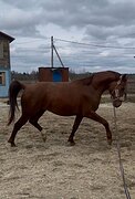 Жеребец 1414