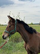 Тракененская кобыла