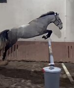 Срочно! Мерин 4 года