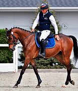 КОБЫЛА 6 ЛЕТ 170 СМ В ХОЛКЕ