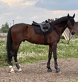 ВЫСОКИЙ ЖЕРЕБЕЦ