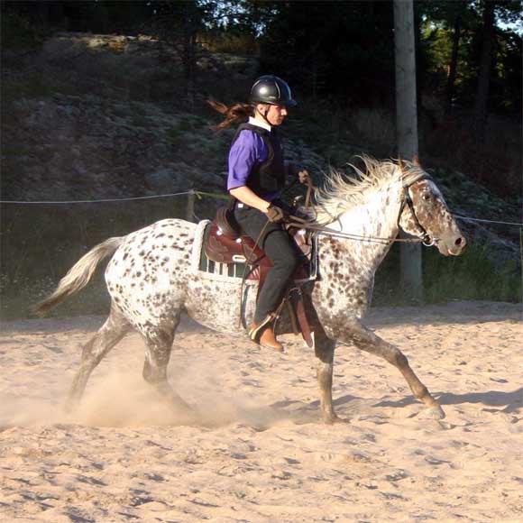 Jogging. Leo [appaloosa, 5 лет]