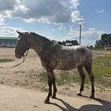 Алтайский жеребчик, в заезд