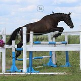 ВОРОНАЯ КОБЫЛА 170 СМ В ХОЛКЕ