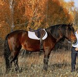 ЖЕРЕБЕЦ ПОД НАЧИНАЮЩЕГО