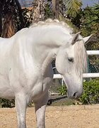 Белоснежный молодой андалу