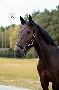 ВЕСТФАЛЬСКАЯ КОБЫЛА 9 ЛЕТ