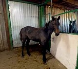 кобылка от Русского Кутузо