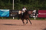 Спортивный мерин