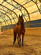 Тракененская кобылка в спо