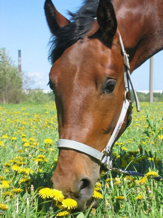 Летние фотки в полях