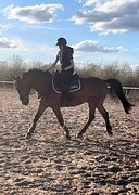 Мерин 2016 гр, 161 вх