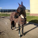KWPN МЕРИН В ВЫЕЗДКУ