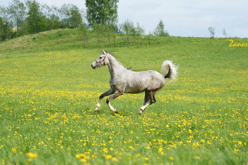 Серый конь, желтое поле! Терский конь Одессит, ЧВ Юлия Ганцева
