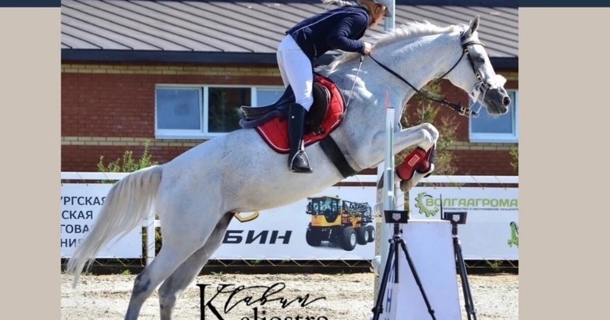 символ 2014 года картинки. год лошади. год лошади. ребенок в год лошади. лошадь клипарт.