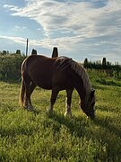 МОЛОДАЯ КОБЫЛА В ХОББИ / УПР