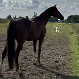 В КОНКУР И ВЫЕЗДКУ