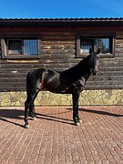 Жеребец 2021 гр, 154 вх