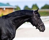 Вороной Ольденбург ППЮ 