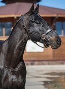 УНИВЕРСАЛЬНЫЙ ЖЕРЕБЕЦ